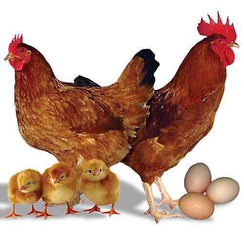 مرغ تخمگذار گلپایگانی اصلاح شده